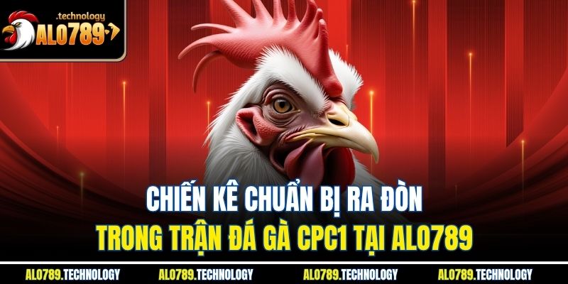 Chiến kê chuẩn bị ra đòn trong trận đá gà CPC1 tại alo789