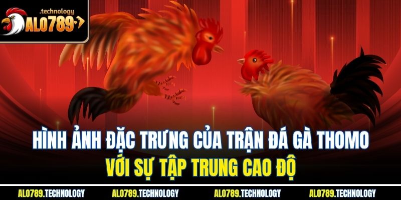 Hình ảnh đặc trưng của trận đá gà Thomo với sự tập trung cao độ
