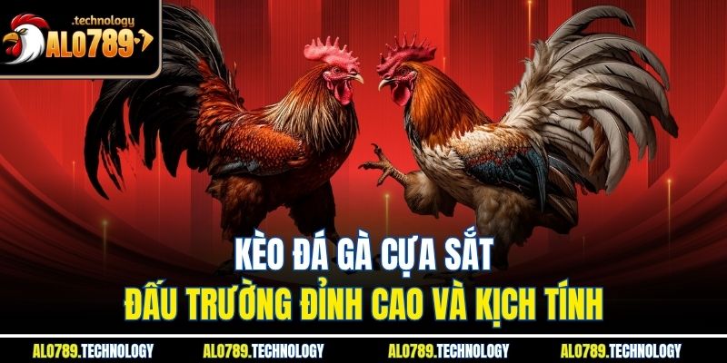 Kèo Đá Gà Cựa Sắt - Đấu Trường Đỉnh Cao Và Kịch Tính 1 Kèo Đá Gà Cựa Sắt - Đấu Trường Đỉnh Cao Và Kịch Tính