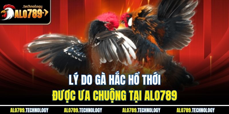 Lý do gà hắc hổ thới được ưa chuộng tại Alo789