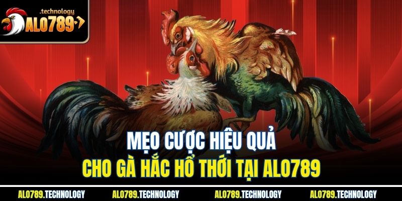 Mẹo cược hiệu quả cho gà hắc hổ thới tại Alo789
